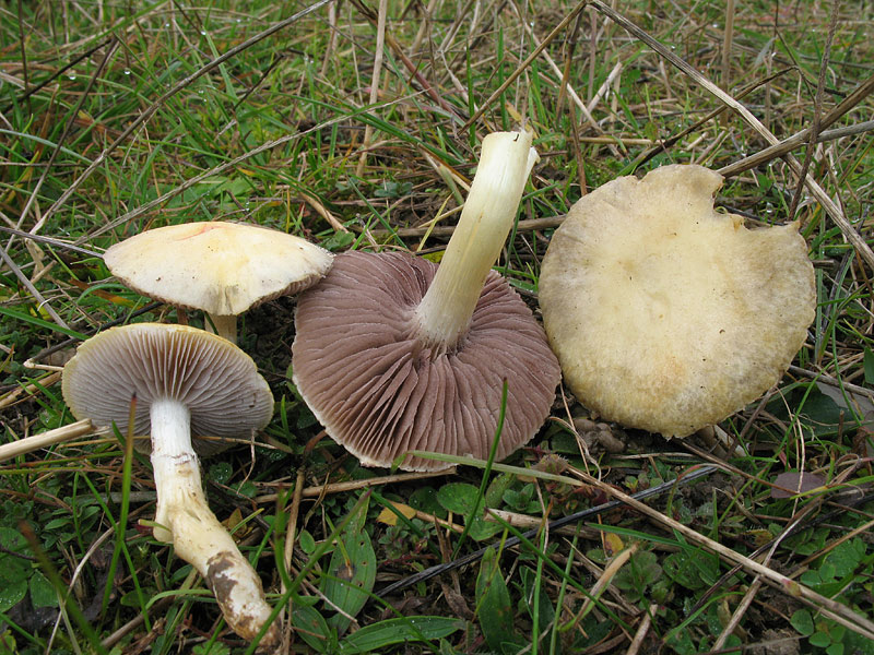 Stropharia coronilla