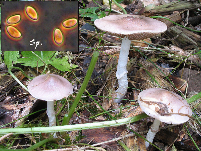 Stropharia inuncta