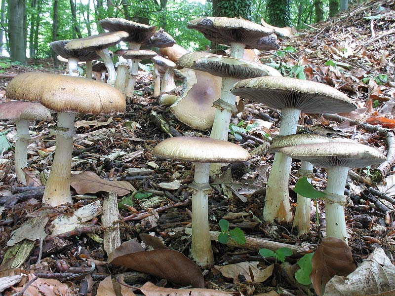 Stropharia rugosoannulata