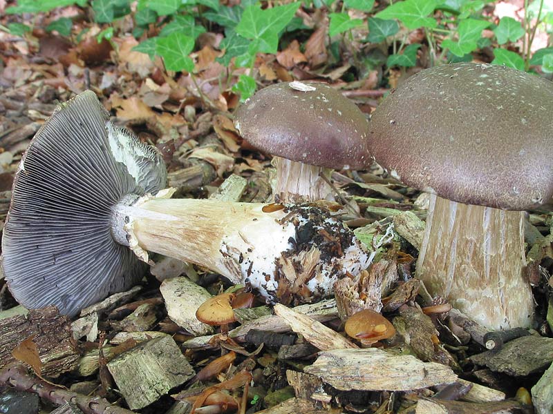 Stropharia rugosoannulata