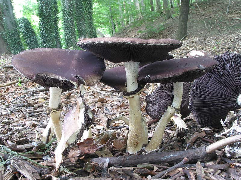 Stropharia rugosoannulata