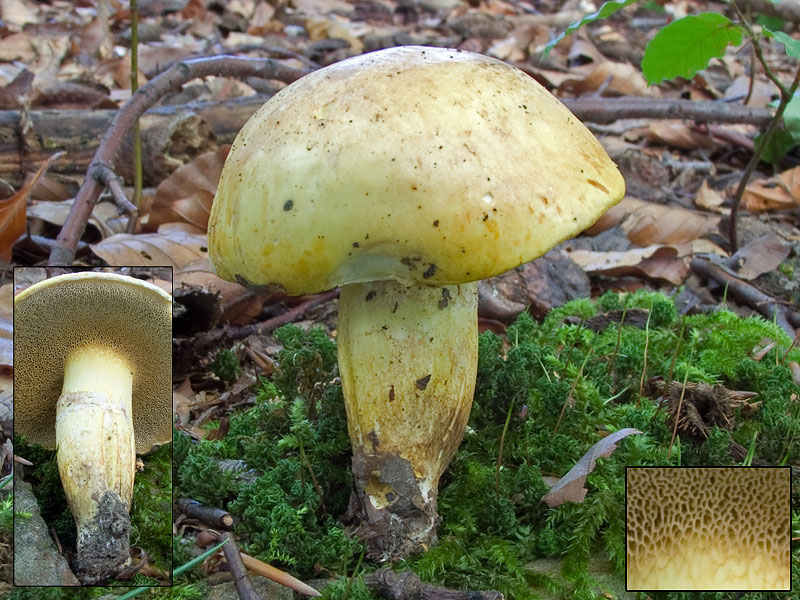 Suillus bovinus