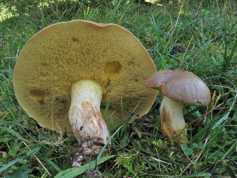 Suillus granulatus