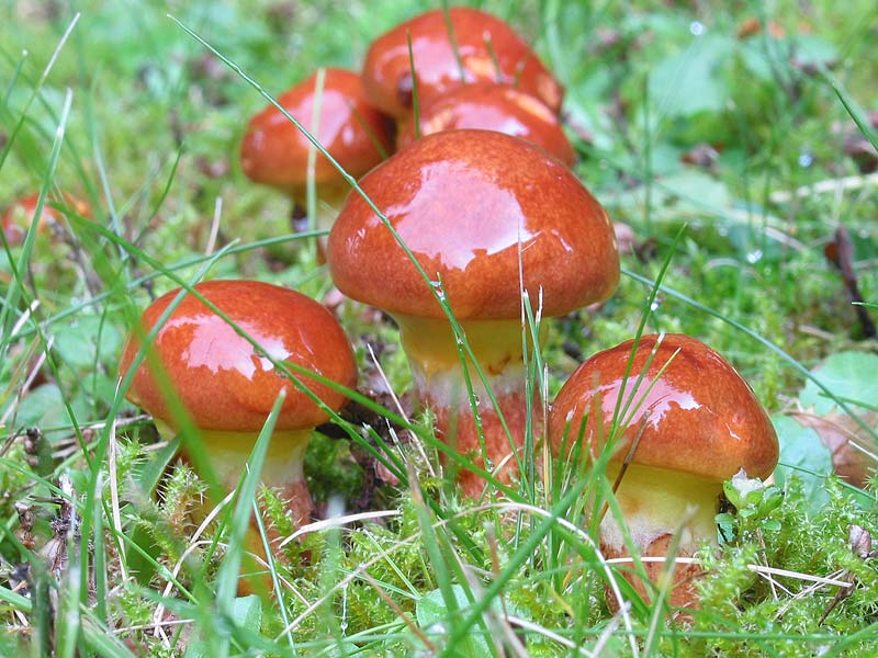 Suillus grevillei (flavus)