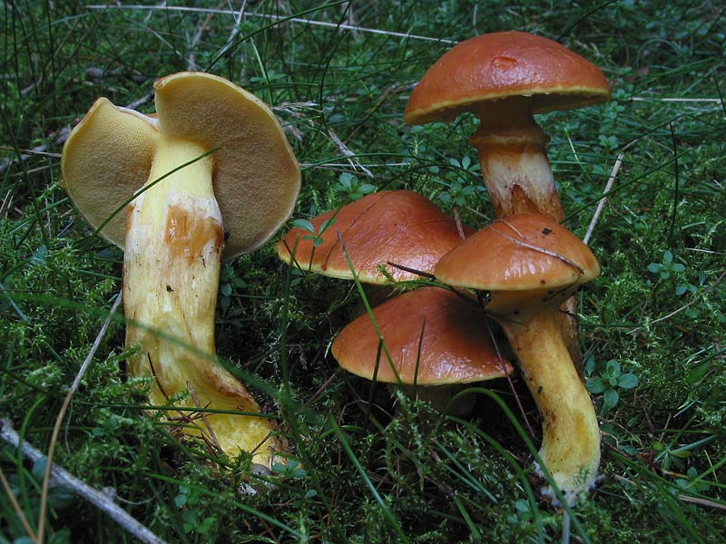 Suillus grevillei (flavus)