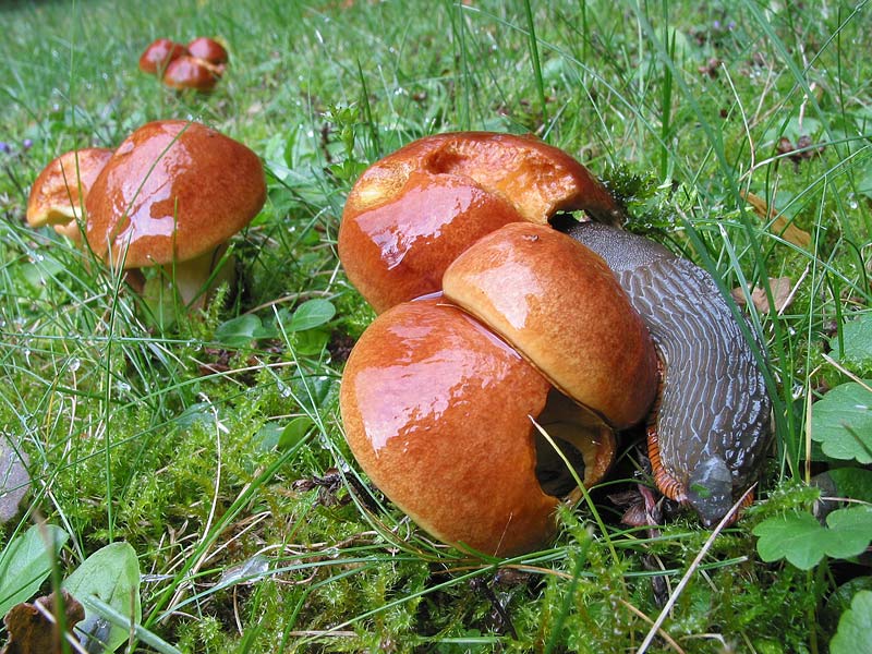 Suillus grevillei (flavus)