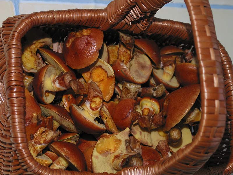 Suillus grevillei (flavus)