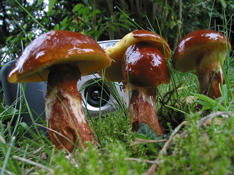 Suillus grevillei (flavus)