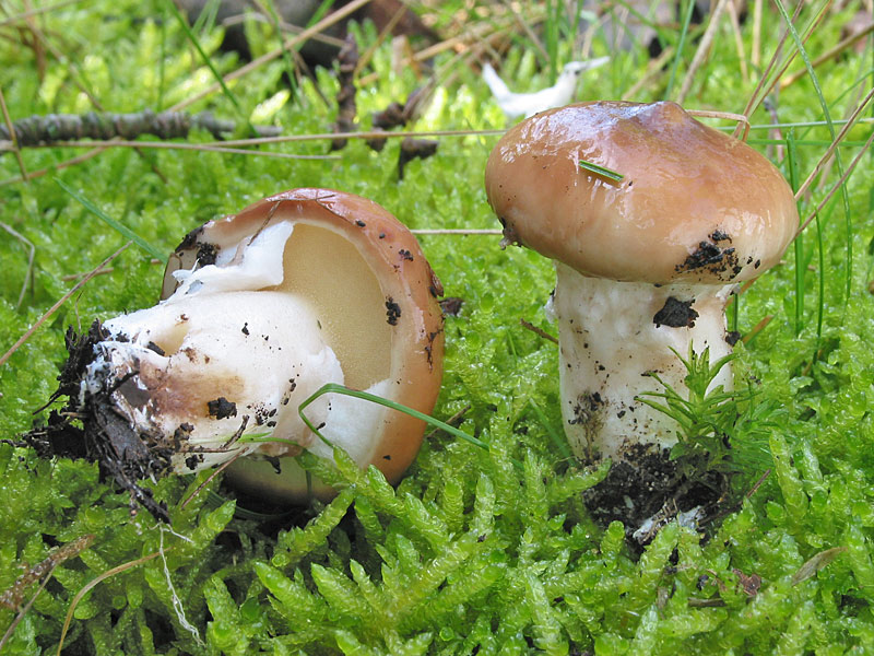 Suillus luteus