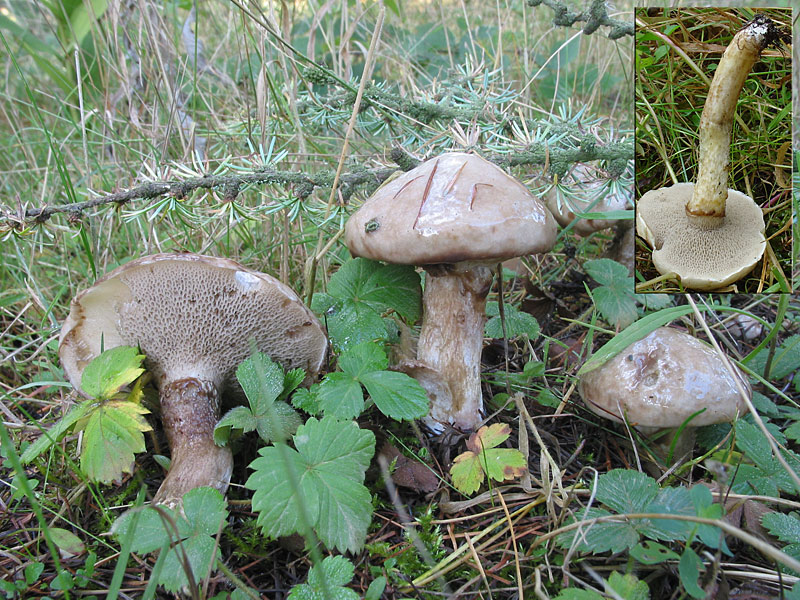 Suillus viscidus