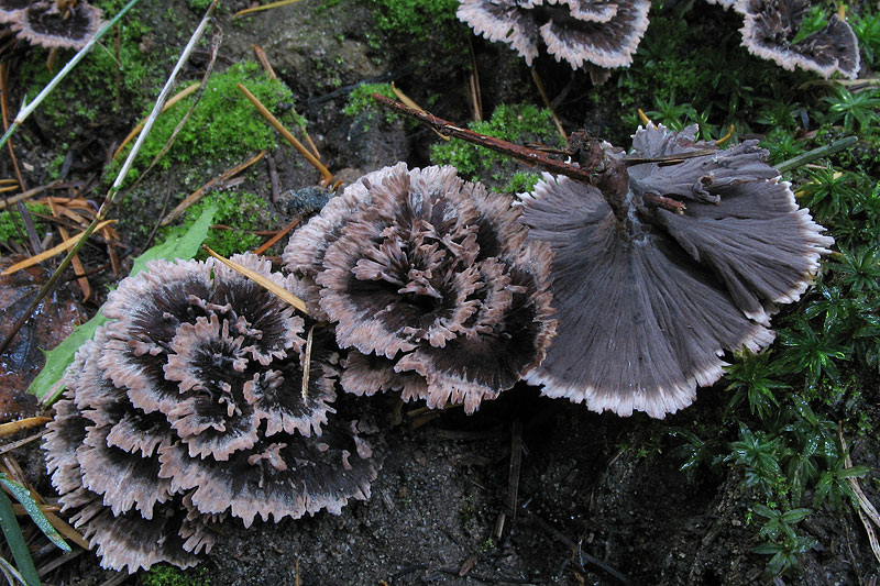 Telephora caryophyllea