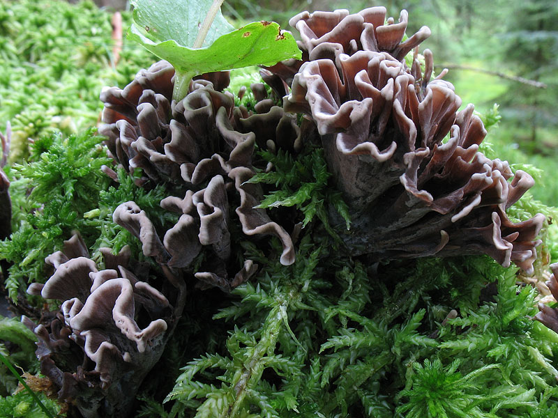 Thelephora palmata