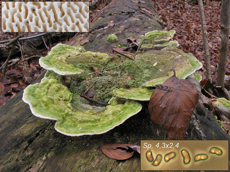 Trametes gibbosa