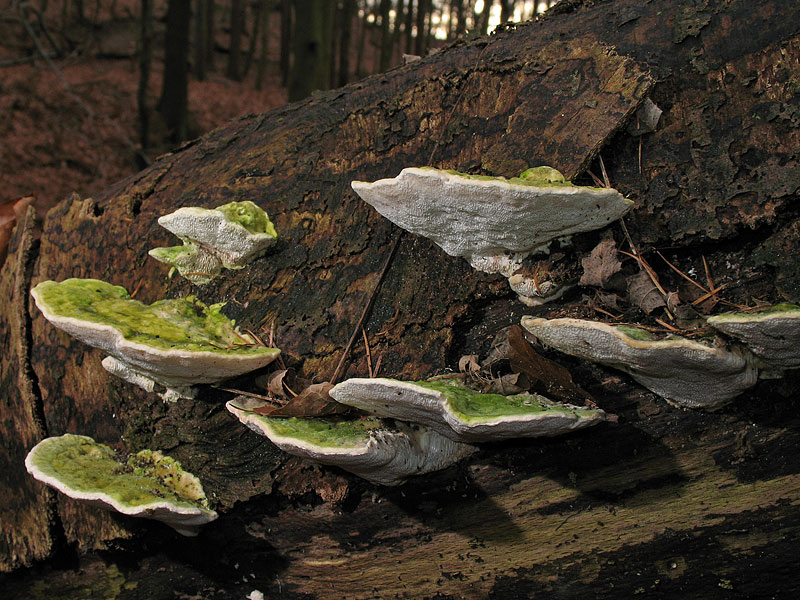 Trametes gibbosa