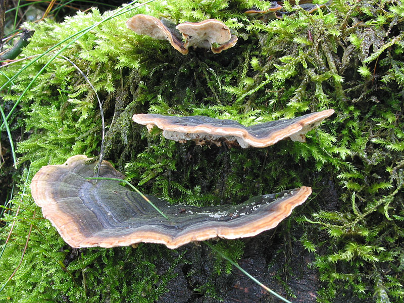 Trametes versicolor