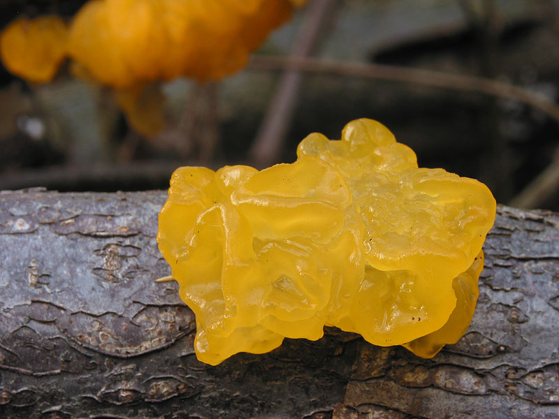 Tremella mesenterica