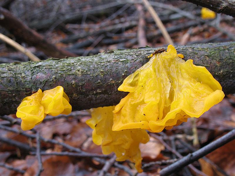 Tremella mesenterica