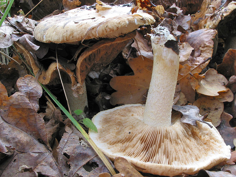 Tricholoma acerbum