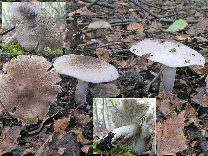 Tricholoma argyraceum (scalpturatum)