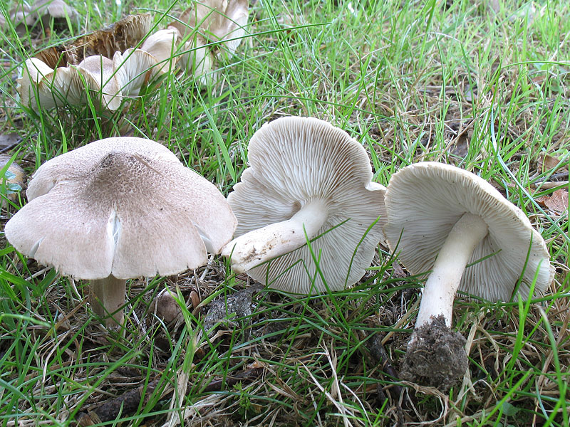 Tricholoma argyraceum (scalpturatum)