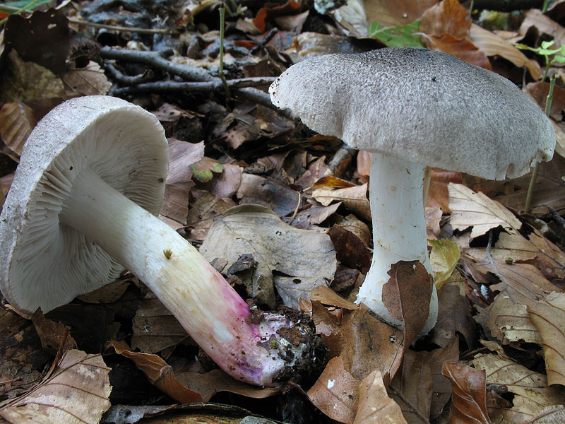 Tricholoma basirubens (T. orirubens var. basirubens)