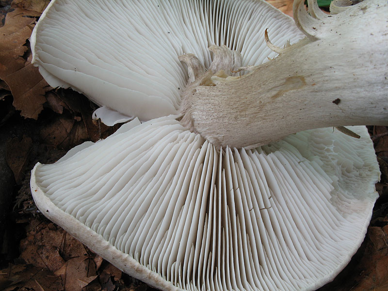 Tricholoma basirubens (T. orirubens var. basirubens)