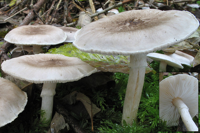 Tricholoma cingulatum