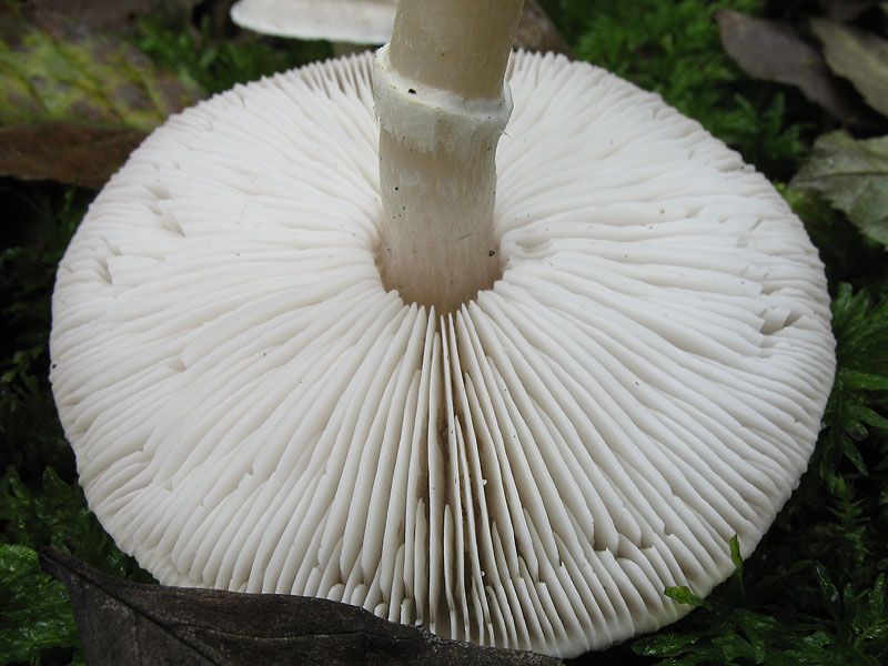 Tricholoma cingulatum