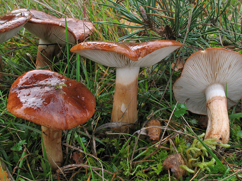 Tricholoma fracticum (T. batschii, T. subannulatum)