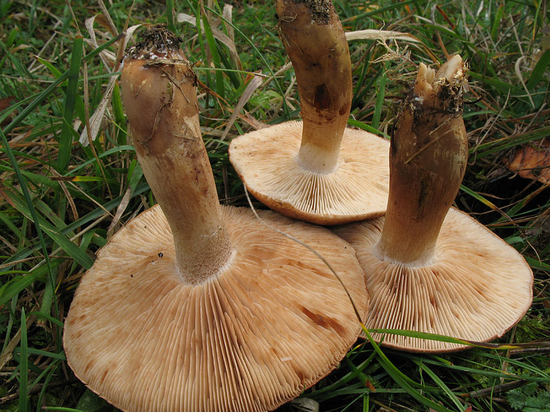 Tricholoma imbricatum