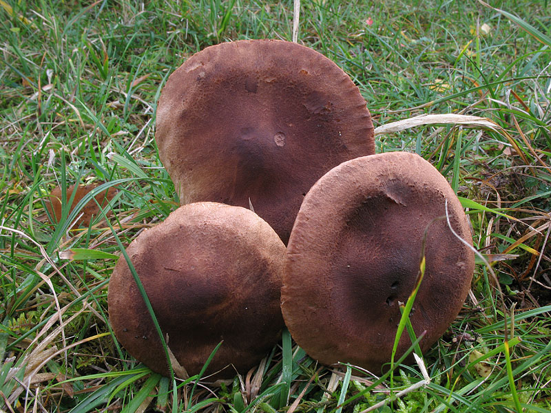 Tricholoma imbricatum