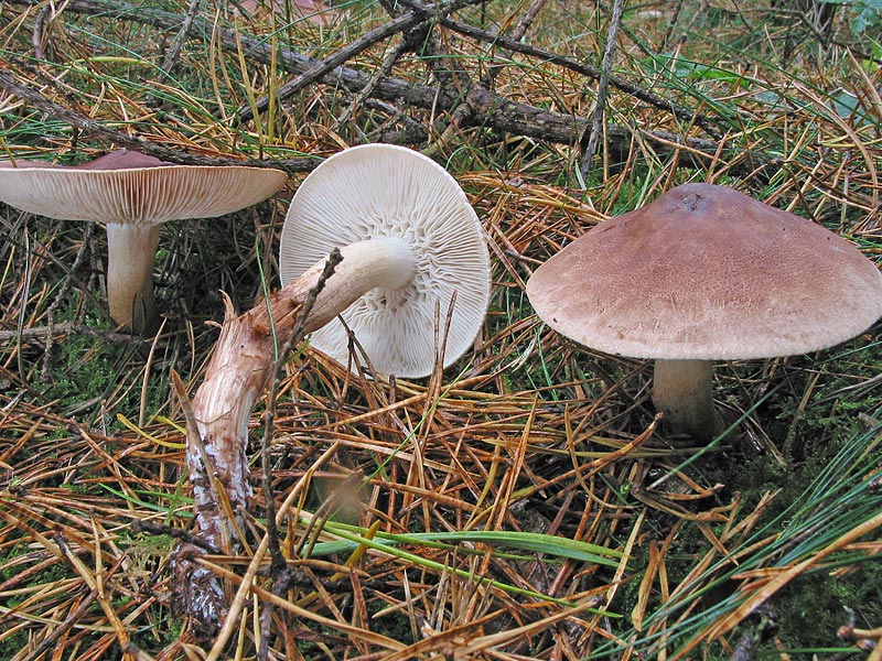 Tricholoma imbricatum