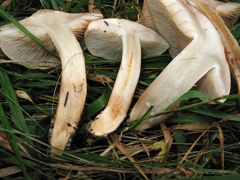 Tricholoma imbricatum