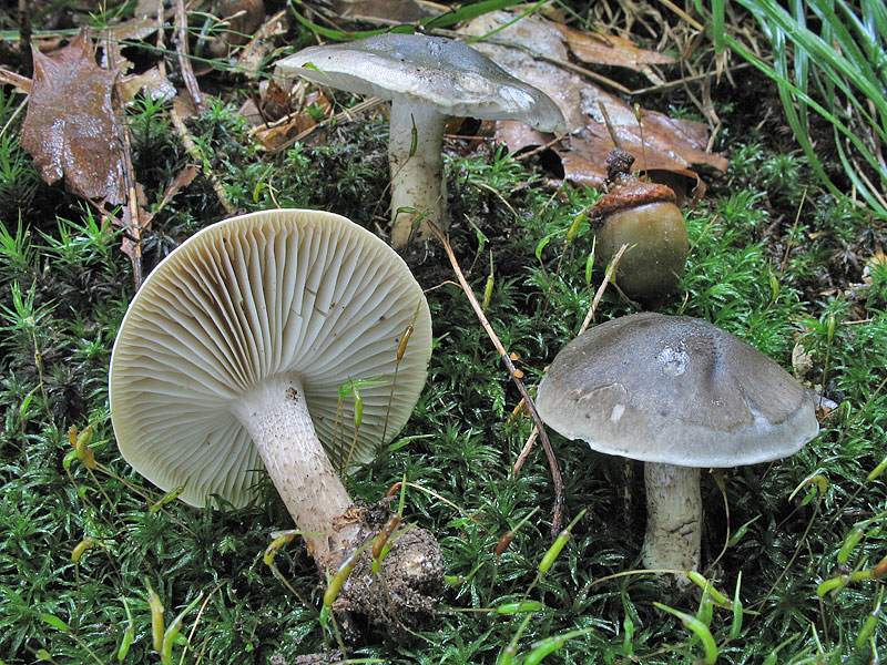 Tricholoma saponaceum