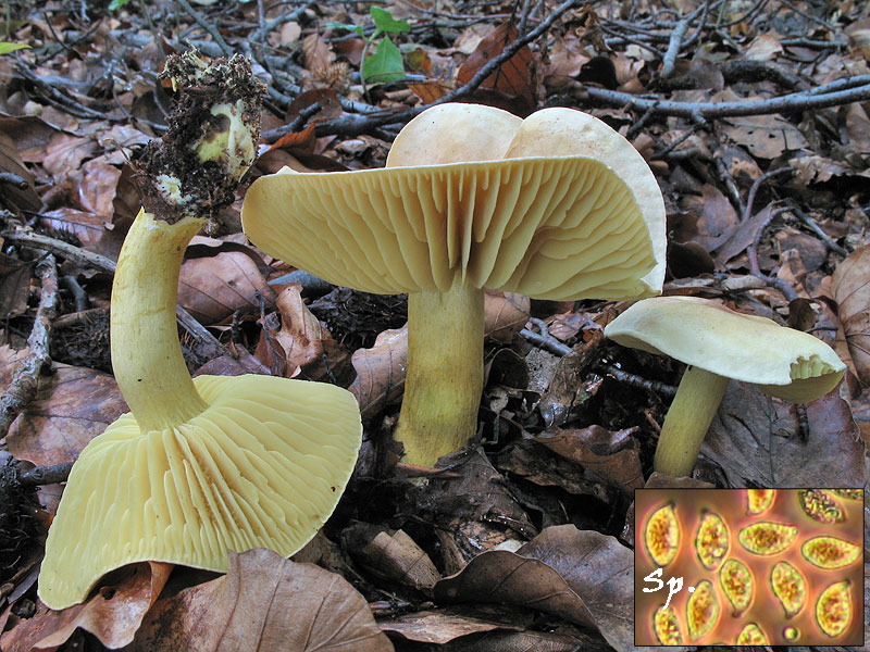 Tricholoma sulphureum