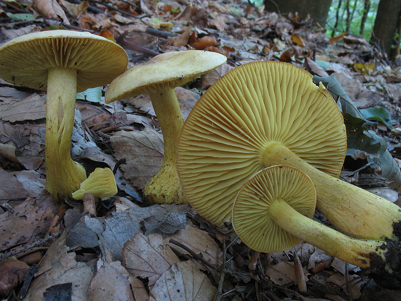 Tricholoma sulphureum