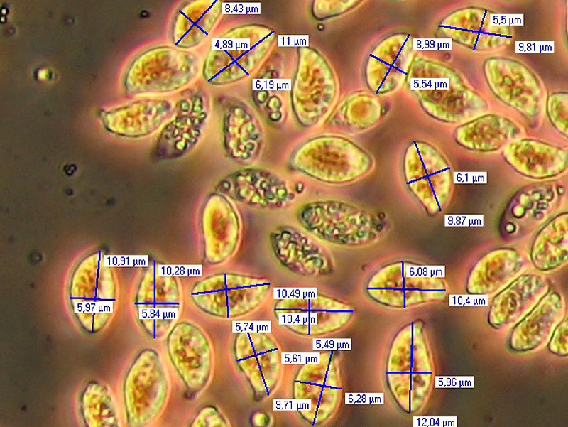 Tricholoma sulphureum