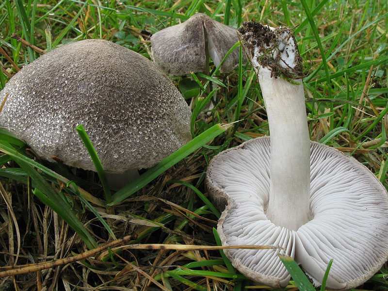 Tricholoma terreum