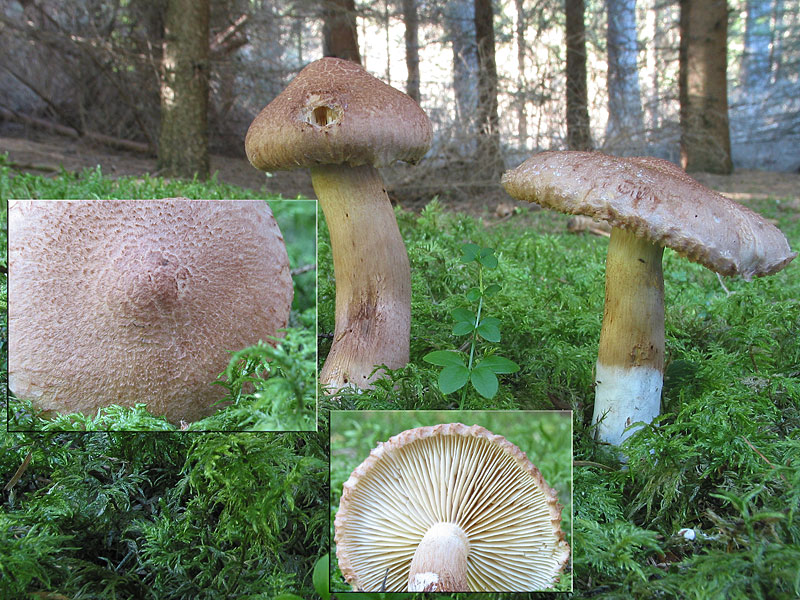 Tricholoma vaccinum