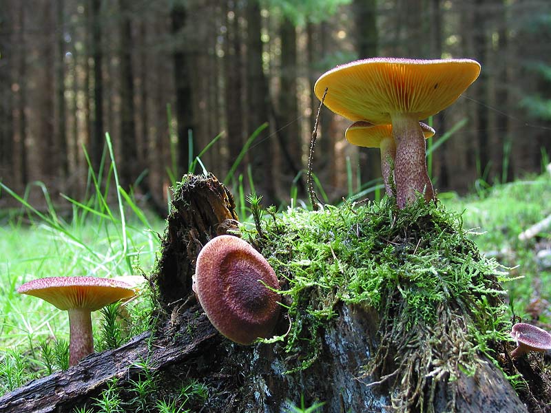 Tricholomopsis rutilans