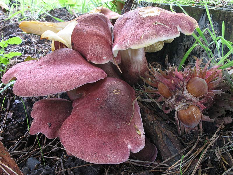 Tricholomopsis rutilans