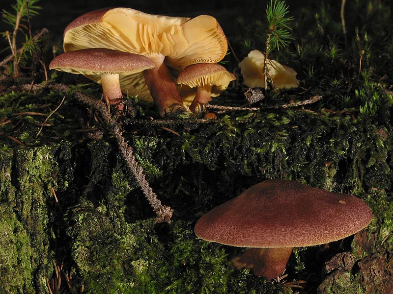 Tricholomopsis rutilans