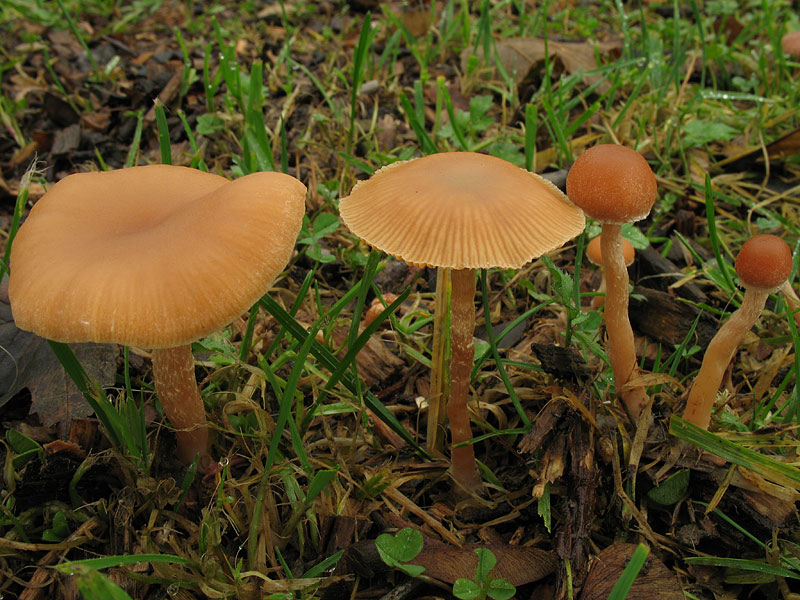 Tubaria hiemalis (T. furfuracea)