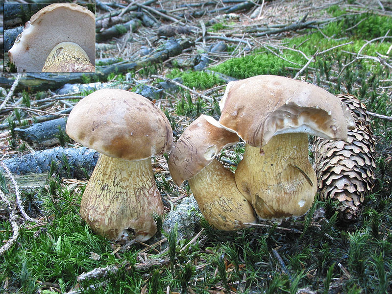 Tylopilus felleus