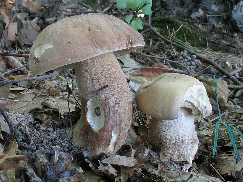 Tylopilus felleus