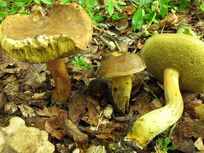 Xerocomus communis