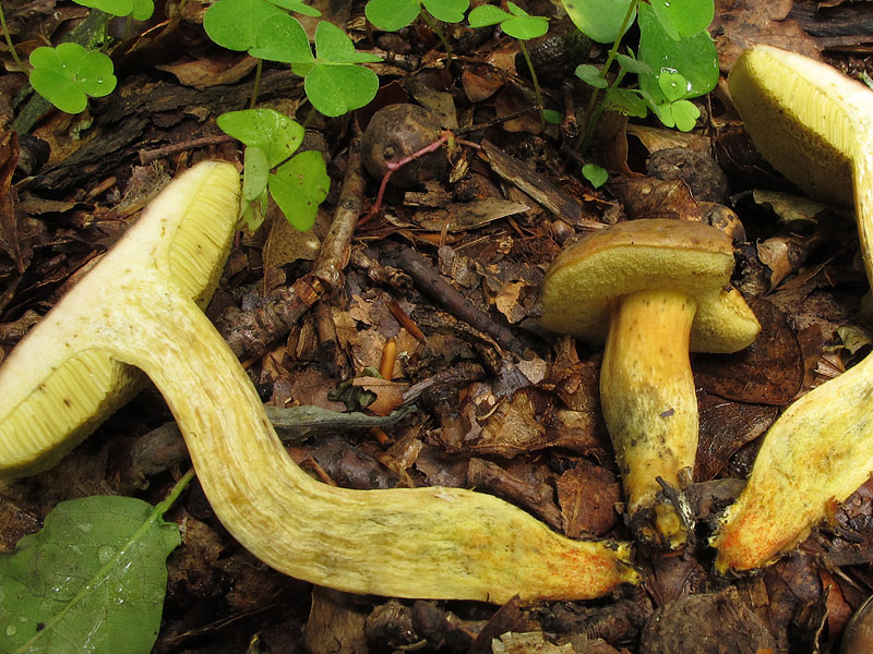 Xerocomus communis