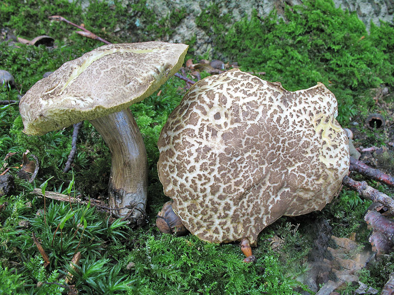 Xerocomus porosporus