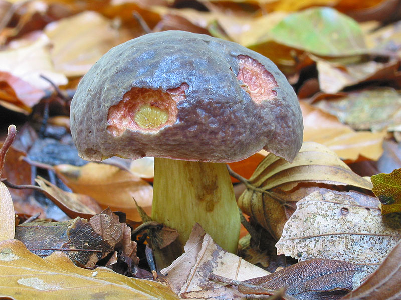 Xerocomus pruinatus