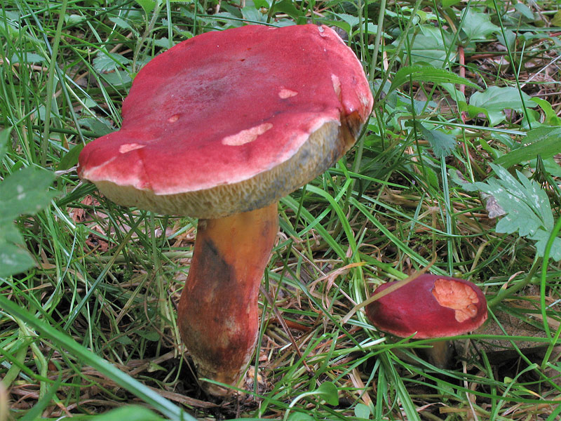 Xerocomus rubellus